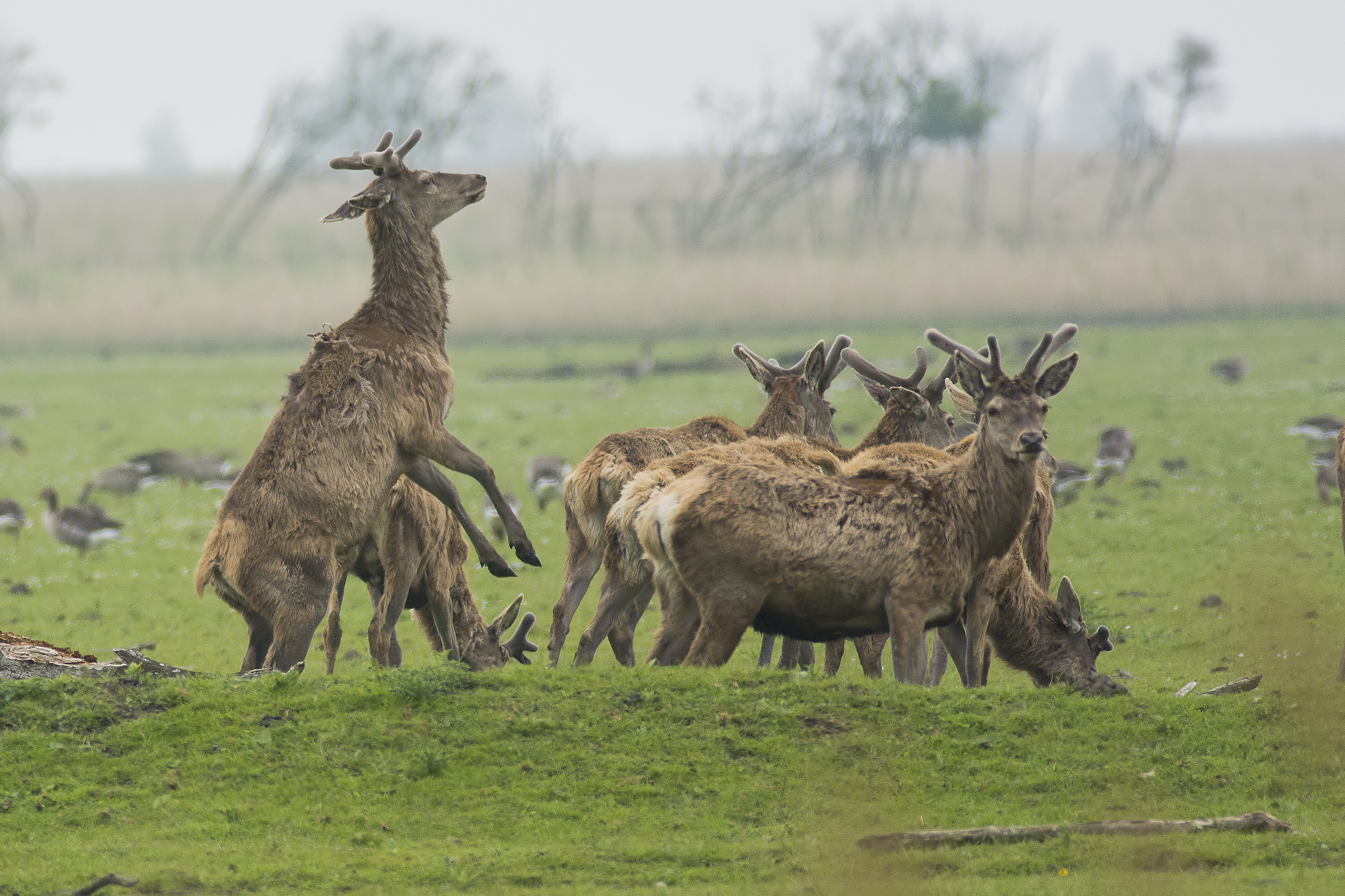 Oostvaardersplassen