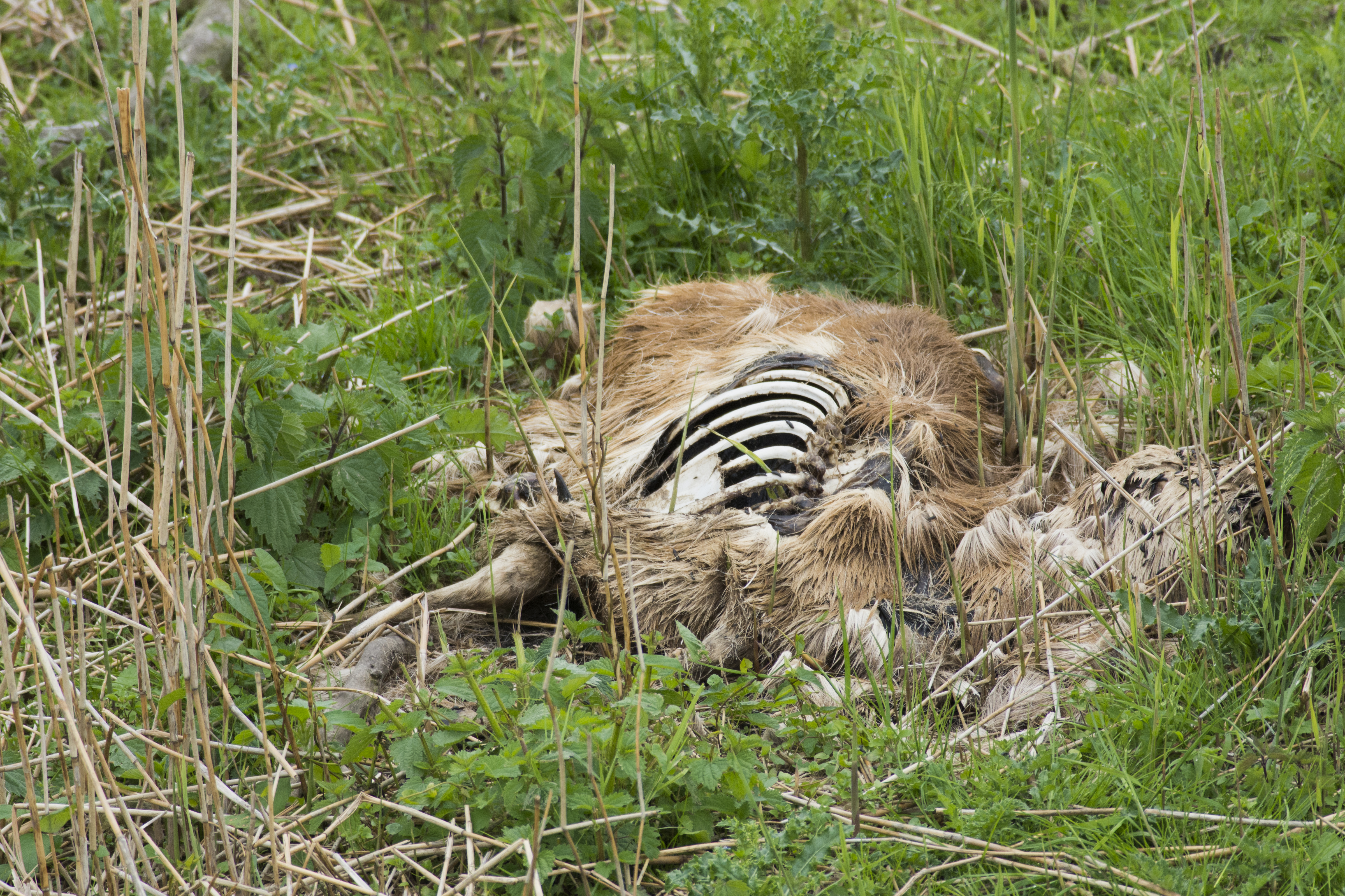 Oostvaardersplassen