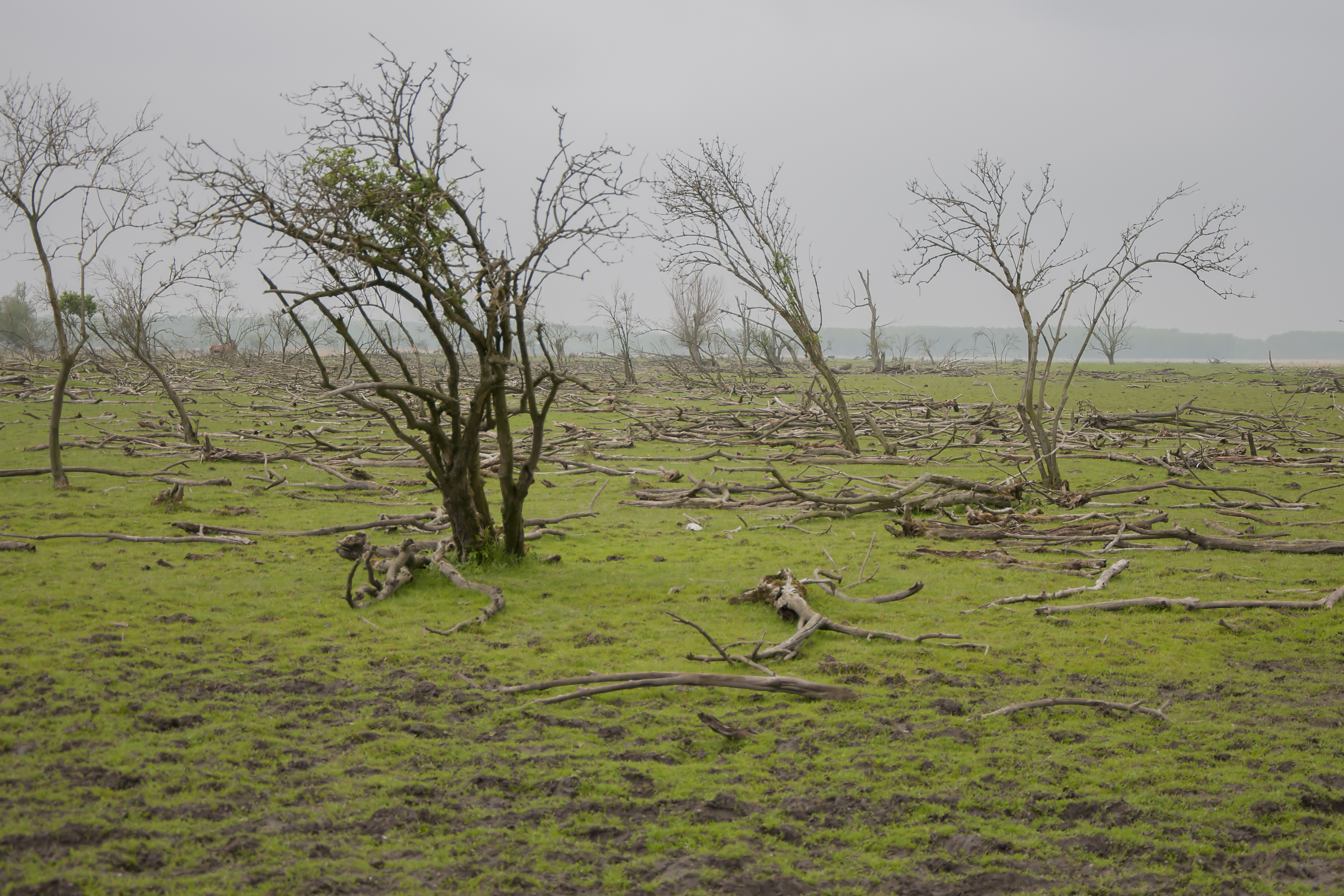 Oostvaardersplassen