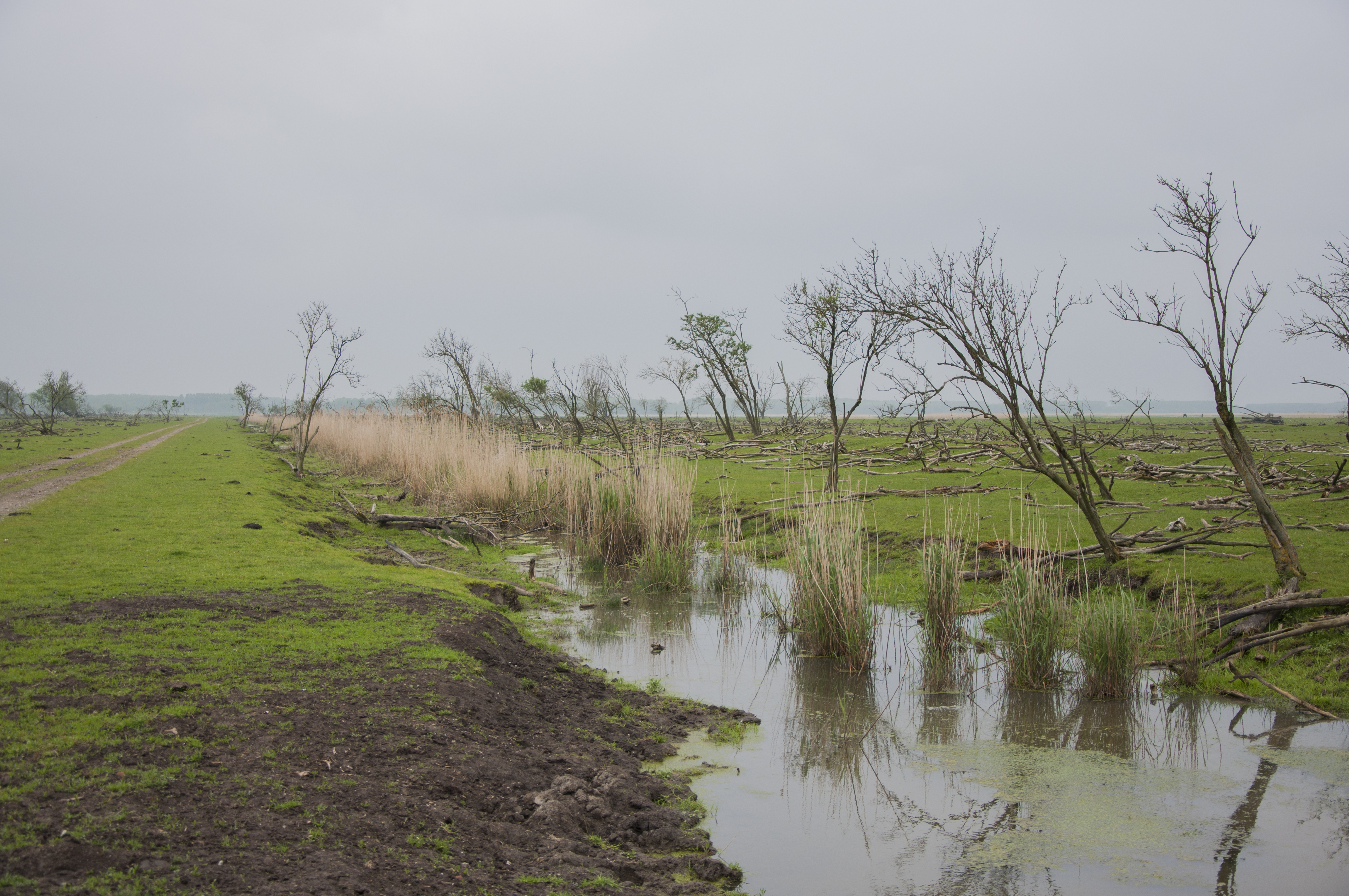 Oostvaardersplassen