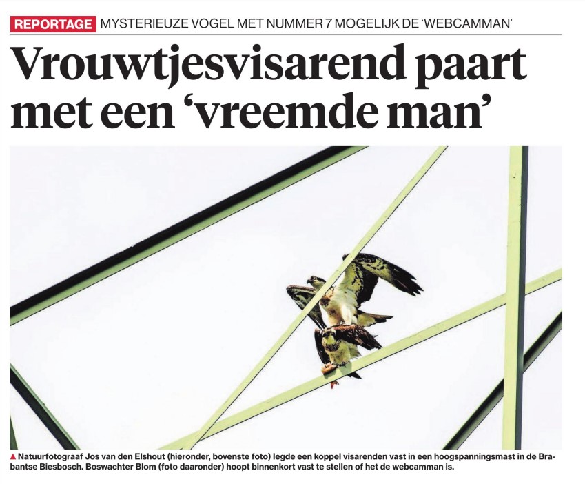 Krant visarend