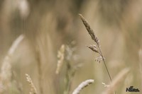 Allerlei | Elshout-Natuurfotografie