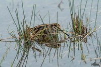 Bokje | Elshout-Natuurfotografie