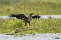 Zeearend | Elshout-Natuurfotografie