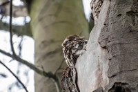 Bosuil | Elshout-Natuurfotografie