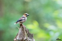 Appelvink | Elshout-Natuurfotografie