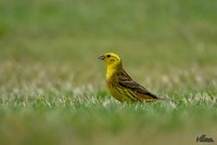 Geelgors | Elshout-Natuurfotografie