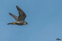 Slechtvalk | Elshout-Natuurfotografie