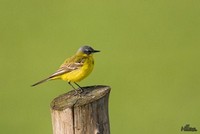 Gele Kwikstaart | Elshout-Natuurfotografie