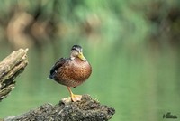 Eend | Elshout-Natuurfotografie