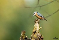 Boomklever | Elshout-Natuurfotografie