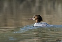 Zaagbek | Elshout-Natuurfotografie