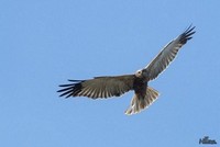 Bruine Kiekendief | Elshout-Natuurfotografie