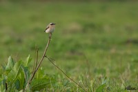 Tapuit | Elshout-Natuurfotografie