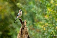 Gaai | Elshout-Natuurfotografie