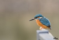 IJsvogel | Elshout-Natuurfotografie