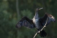 Aalscholver | Elshout-Natuurfotografie