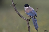 Blauwe Ekster | Elshout-Natuurfotografie