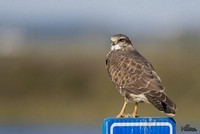 Buizerd | Elshout-Natuurfotografie