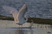 Grote Zilverreiger | Elshout-Natuurfotografie