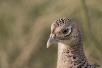 Fazant | Elshout-Natuurfotografie