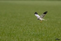 Blauwe Kiekendief | Elshout-Natuurfotografie