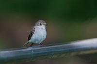 Bonte Vliegenvanger | Elshout-Natuurfotografie