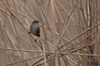 Cetti’s Zanger | Elshout-Natuurfotografie