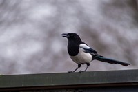 Ekster | Elshout-Natuurfotografie