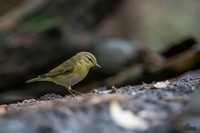 Fitis | Elshout-Natuurfotografie