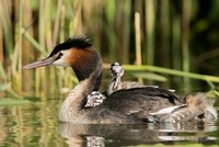 Fuut | Elshout-Natuurfotografie