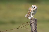 Kerkuil | Elshout-Natuurfotografie