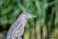 Kwak | Elshout-Natuurfotografie