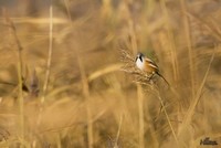 Baardman | Elshout-Natuurfotografie