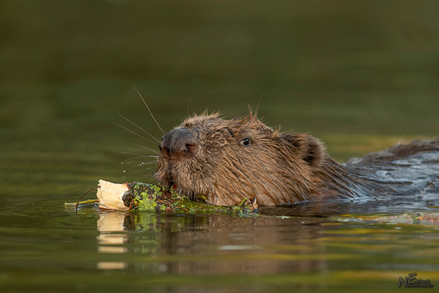 Bever | Elshout-Natuurfotografie