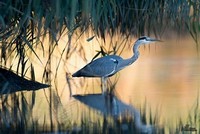 Blauwe Reiger | Elshout-Natuurfotografie