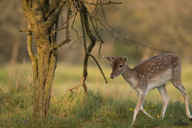 Damhert | Elshout-Natuurfotografie