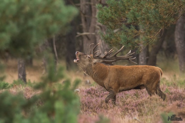 Edelhert | Elshout-Natuurfotografie