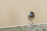 Blauwborst | Elshout-Natuurfotografie