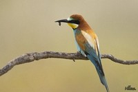 Bijeneter | Elshout-Natuurfotografie