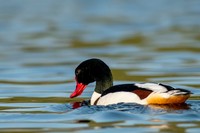 Bergeend | Elshout-Natuurfotografie