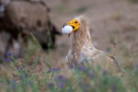 Aasgier | Elshout-Natuurfotografie