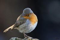 Het fotograferen van vogels, mijn grote hobby